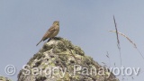 Video of Ortolan Bunting